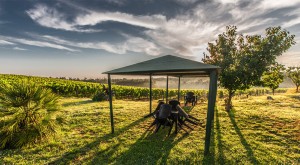 gazebo vineyard