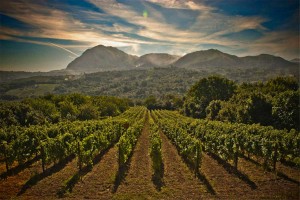 italian spring vineyard