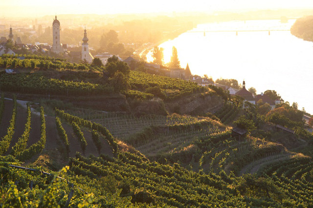 Austria Lower Austria Wachau wine landscape autum harvest danube river