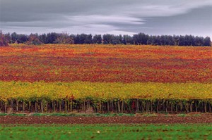 Molise vineyard