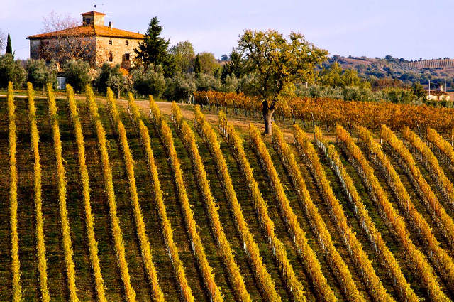 tuscany vineyard Italy wine