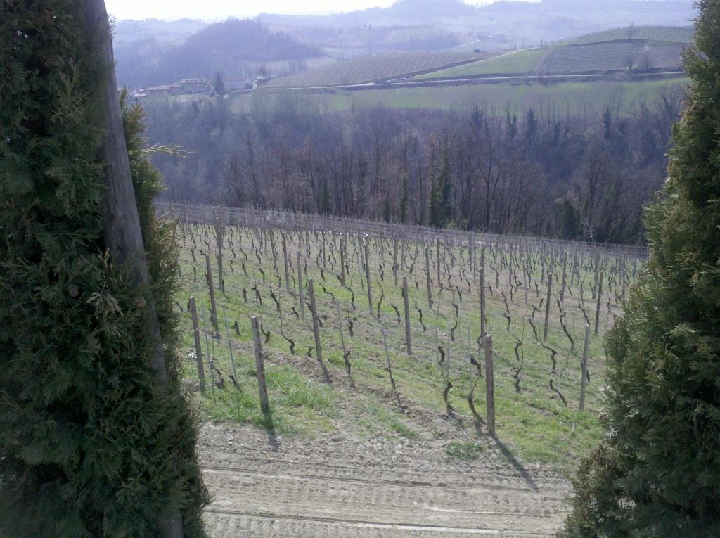 Trip to Piemont vineyard