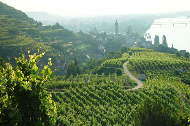 Niederösterreich Vineyards