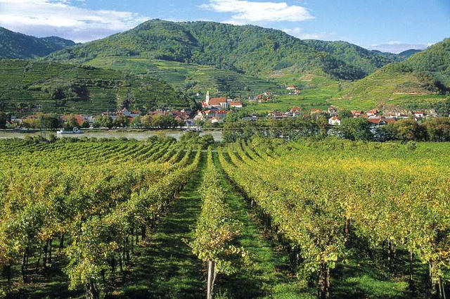 Niederösterreich Vineyards