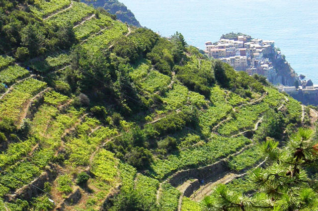 Liguria vineyard