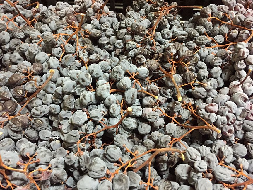 corvinone grapes appassimento drying