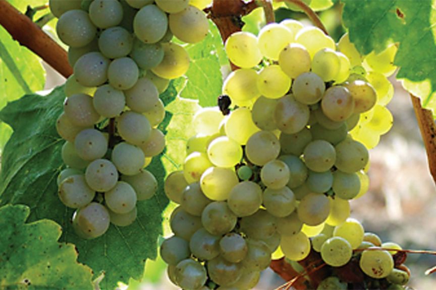 fiano grape license free image
