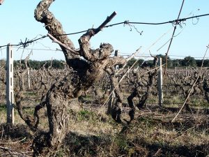 old vine primitivo