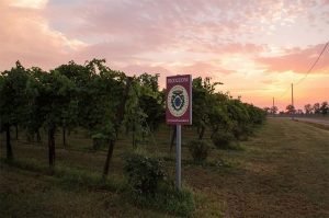 best lambrusco new york city