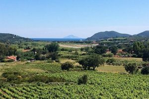 vignaioli america elba vineyard